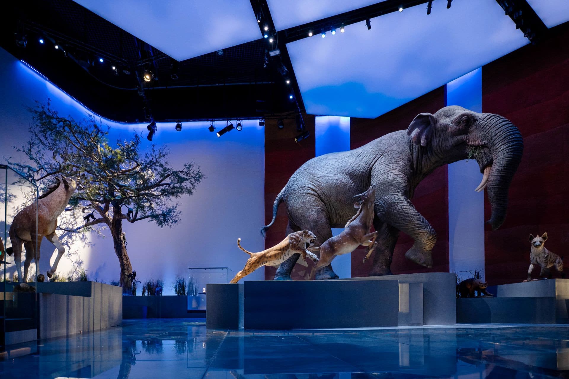 Museum Pass: Zayed National Museum + Natural History Museum Abu Dhabi Tickets - image 9
